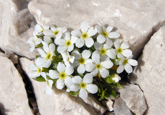 Androsace mathildae / Androsace abruzzese